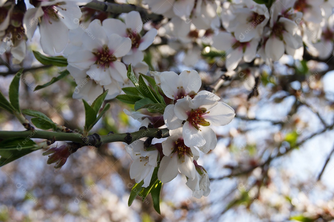 Galhos com flores e botões na árvore de cerejeira