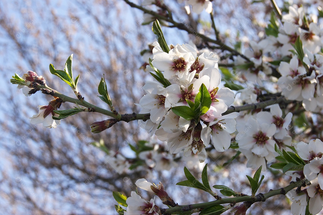 Galhos com flores e botões na árvore de cerejeira