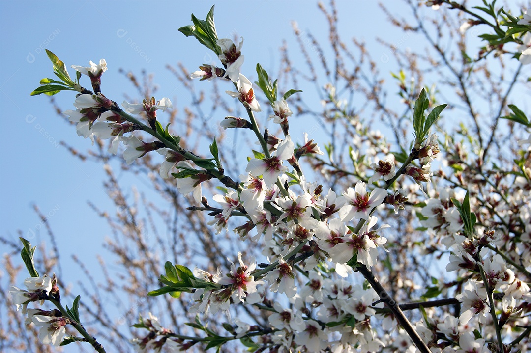 Galhos de flores brancas e botões de uma cerejeira