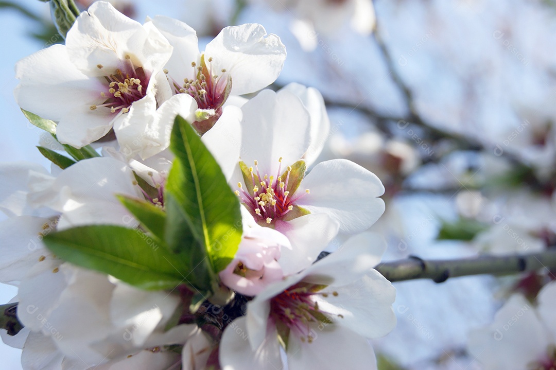 Flores brancas e botões de uma cerejeira