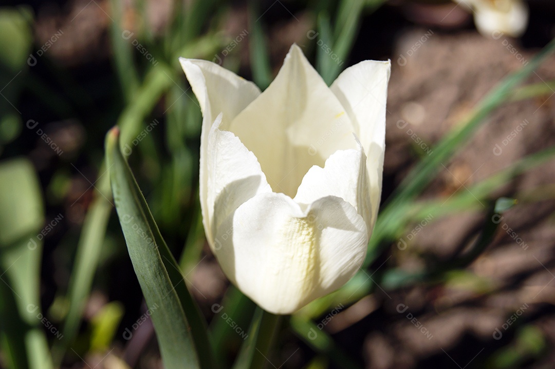 Tulipas brancas amareladas contra folhagem verde