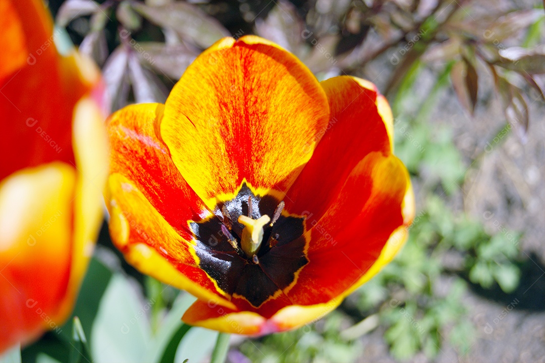 Tulipa de duas cores contra folhagem verde