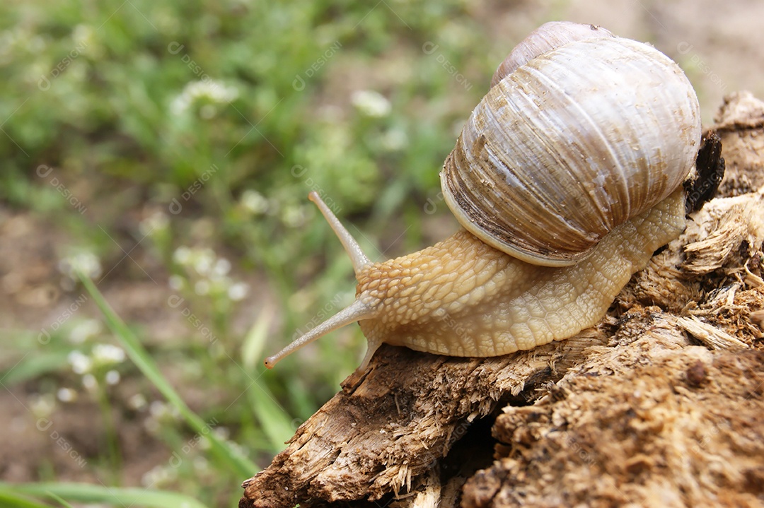 Caracol em toco de madeira
