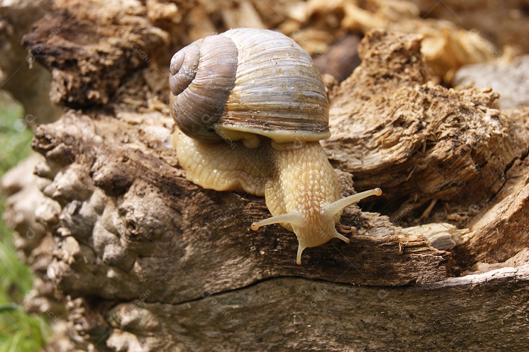 Caracol descendo rastejando em toco