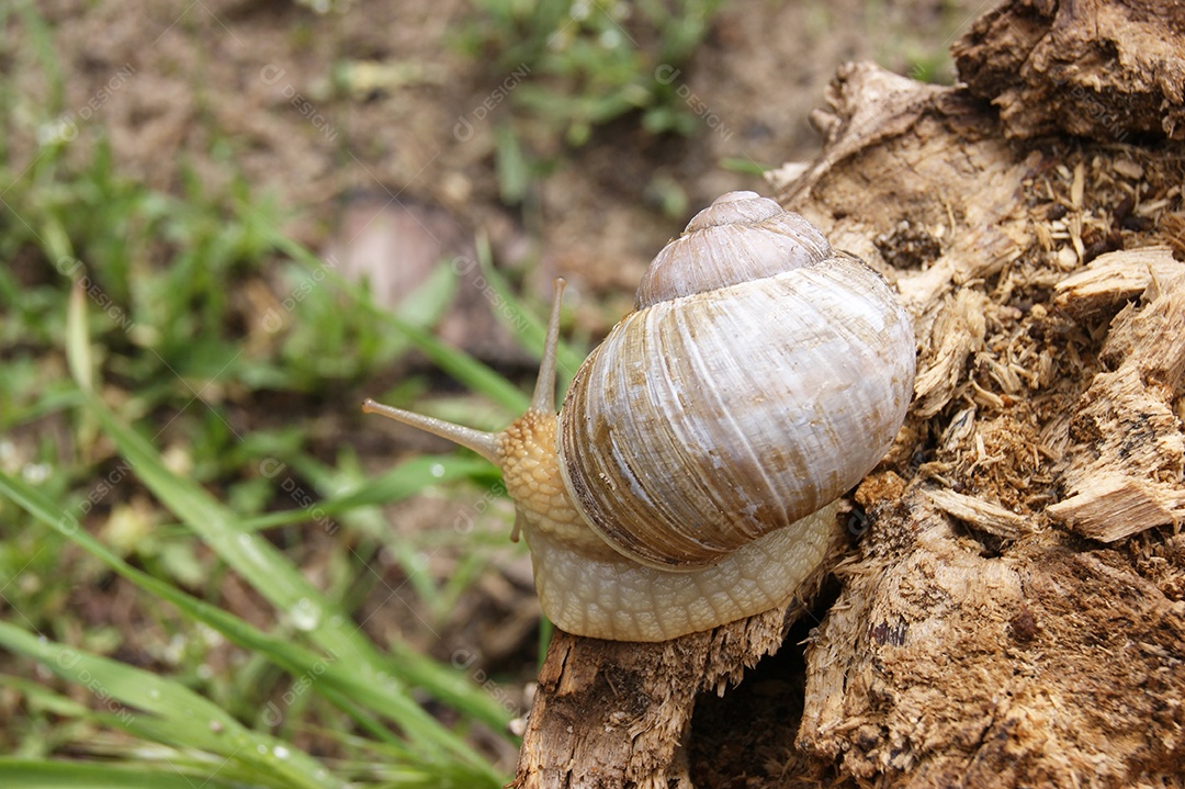 Caracol rastejando em madeira