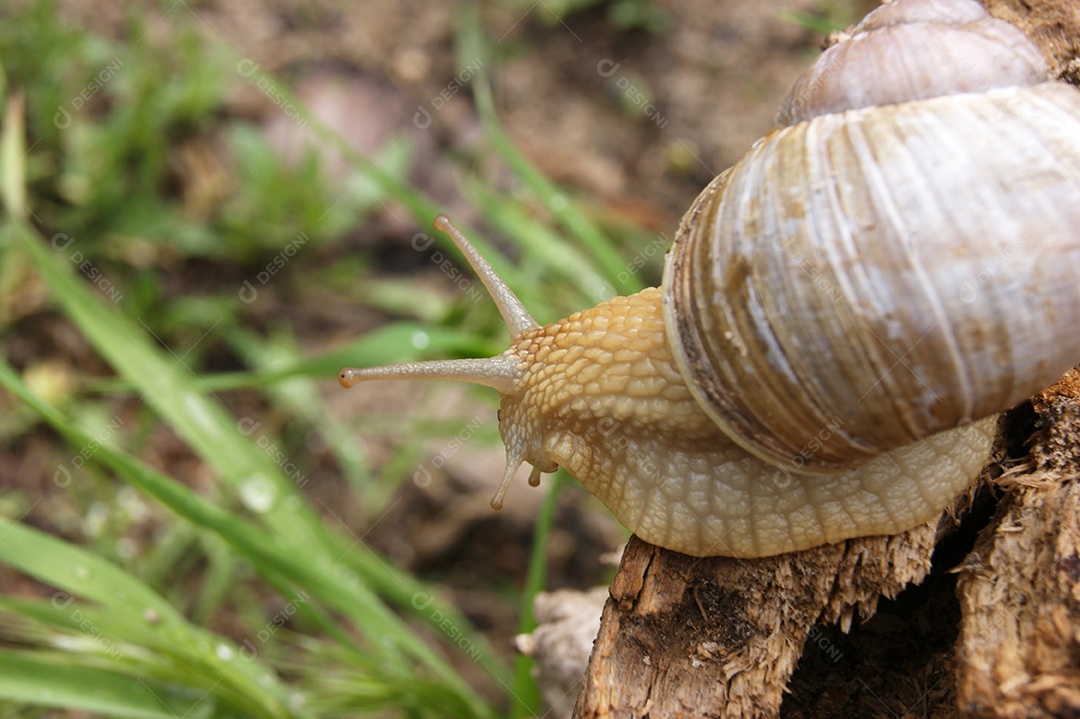 Caracol rastejando em toco