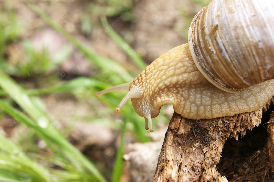 Caracol comum em cima de um toco