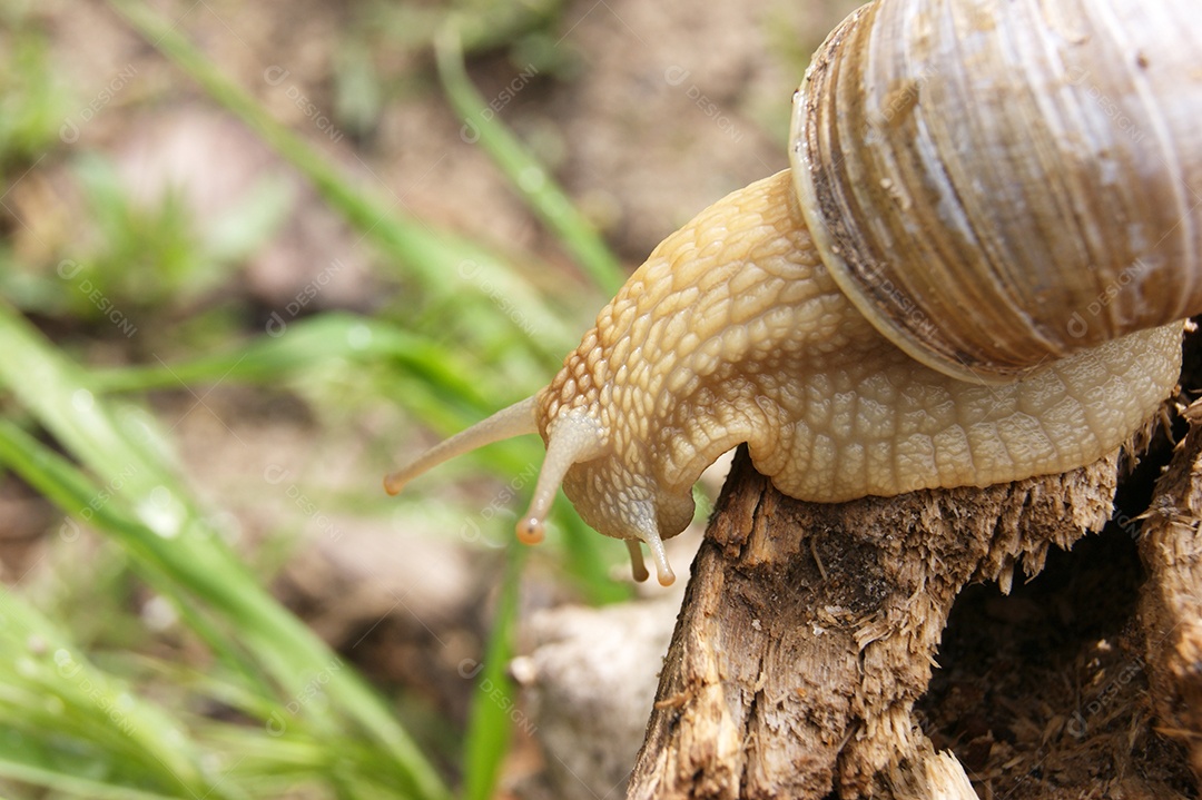 Caracol comum em cima de um toco