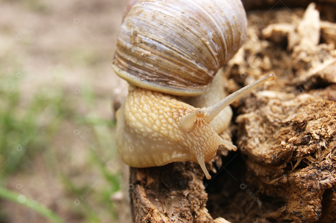 Caracol em cima de um toco