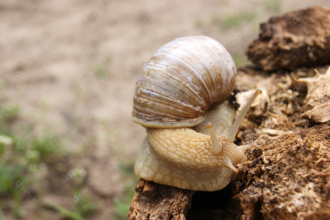 Caracol rastejando em madeira podre