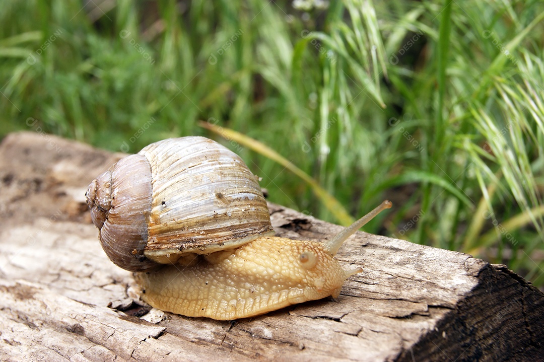 Caracol em cima de tronco cortado