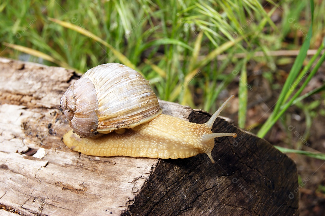 Caracol em cima de tronco caído