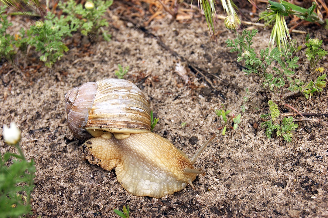 Um caracol de jardim comum rastejando em uma grama