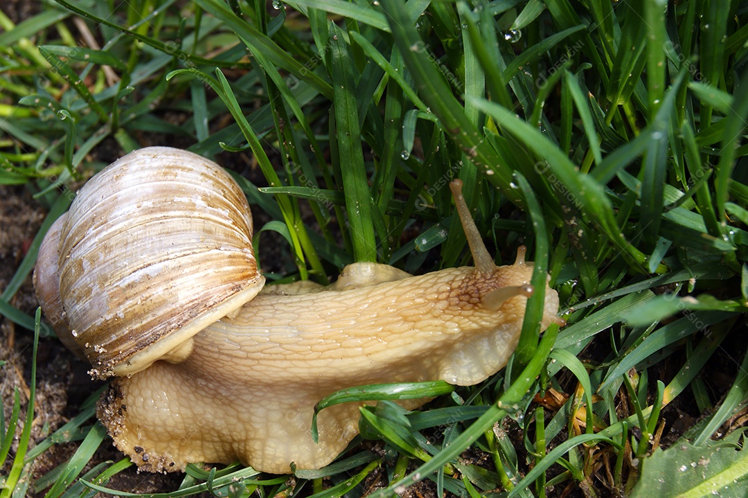 Caracol no meio de gramas verdes