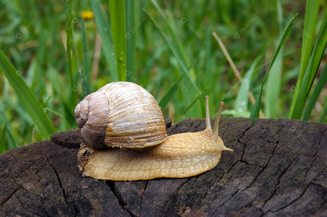 Caracol em cima de tronco cortado fundo verde de gramas