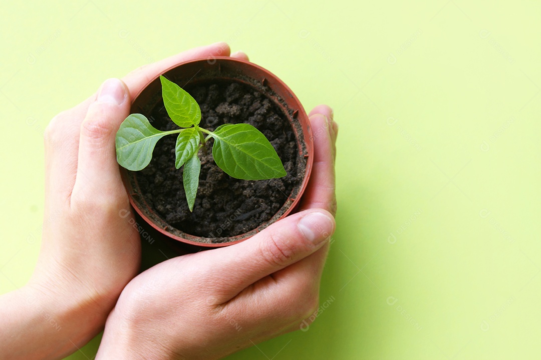 Mão segurado planta