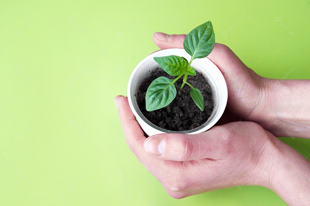 Mãos segurando vasinho com muda de planta entro