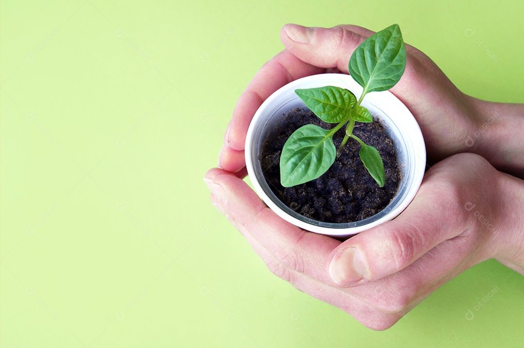 Mãos segurando vasinho com muda de planta entro