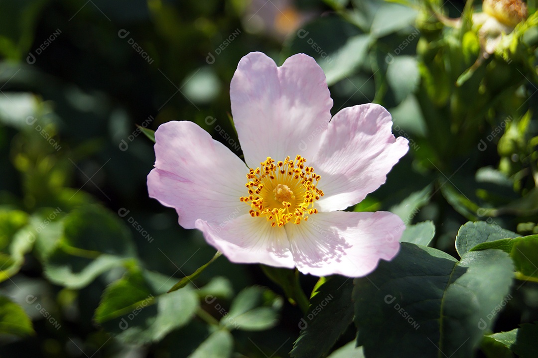 Flor de jasmim tander com 5 pétalas