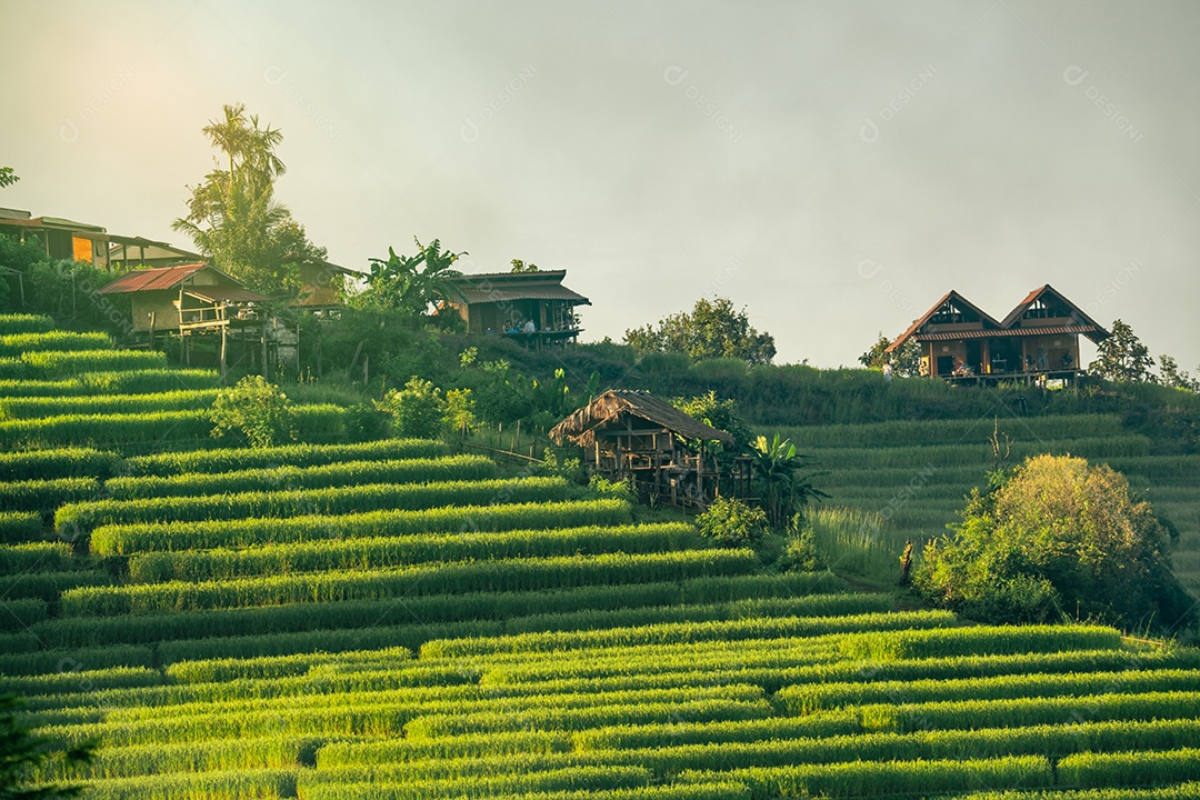Paisagem de terraços verdes de arroz em meio à agricultura de montanha.