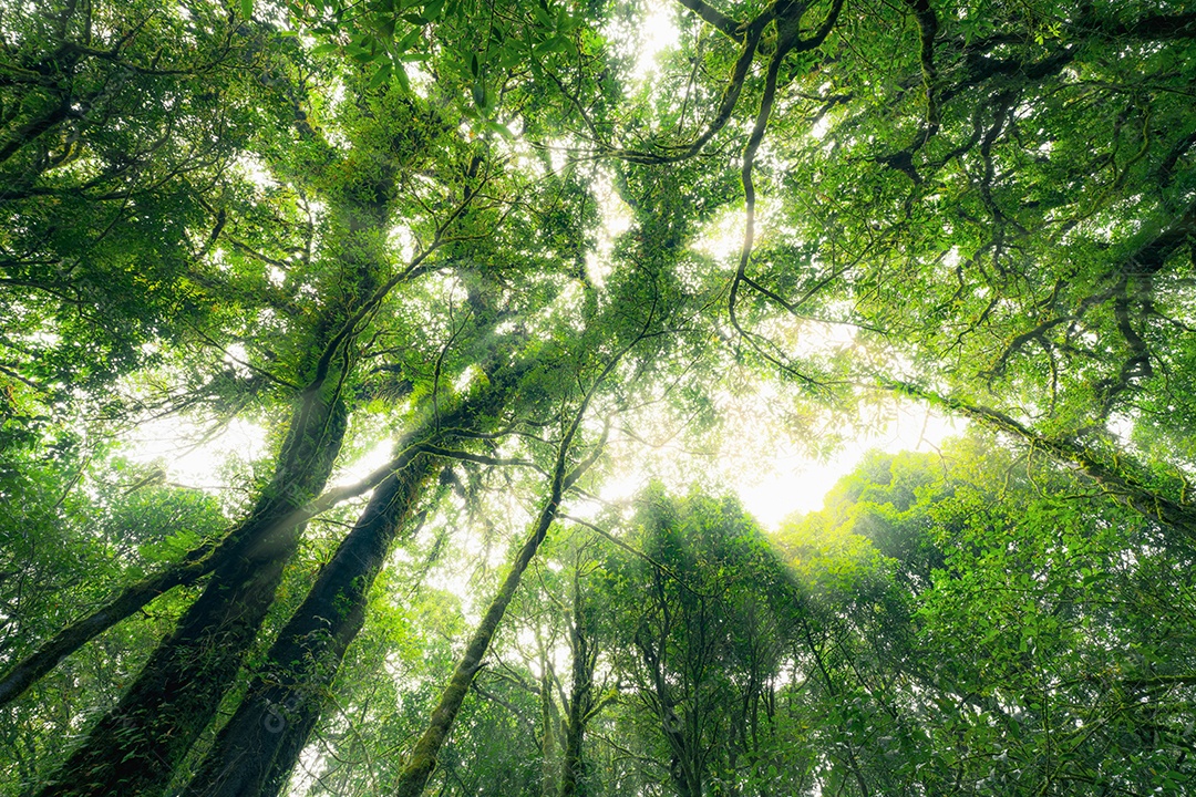 Olhando para cima a vista do tronco da árvore para folhas verdes de árvore na floresta com luz solar.