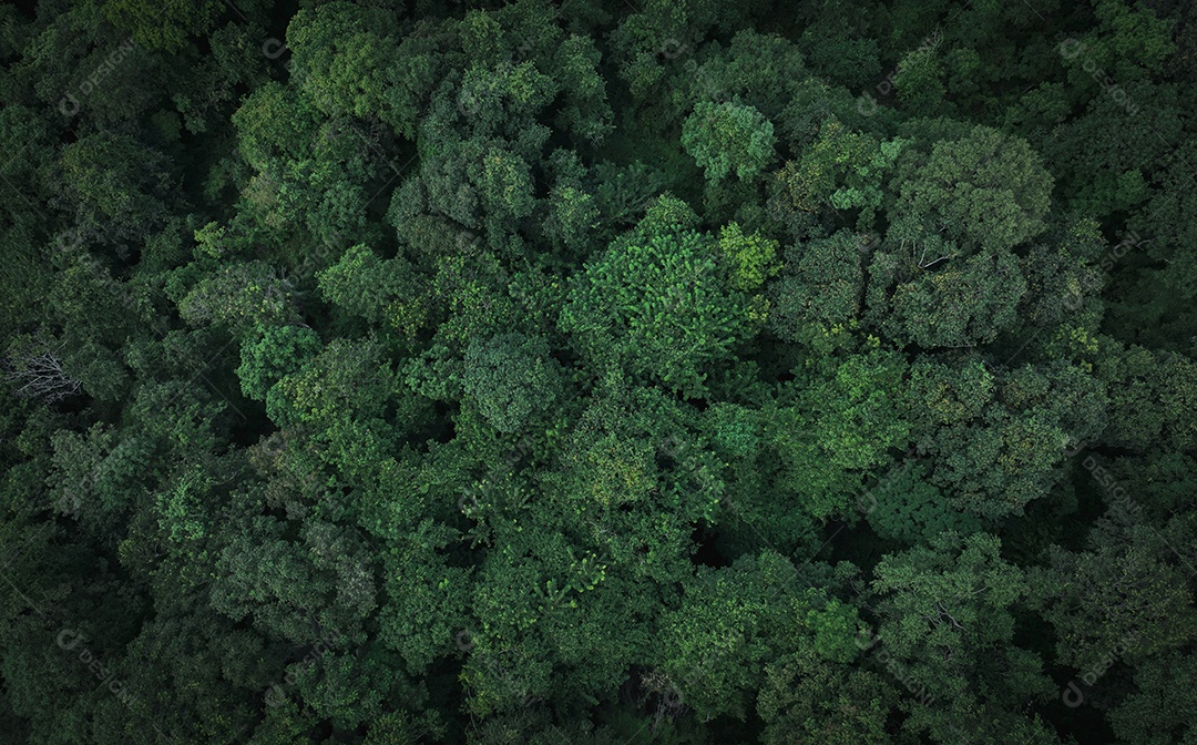 Vista aérea superior de árvores verdes na floresta. A visão do drone de uma árvore verde densa captura CO2.