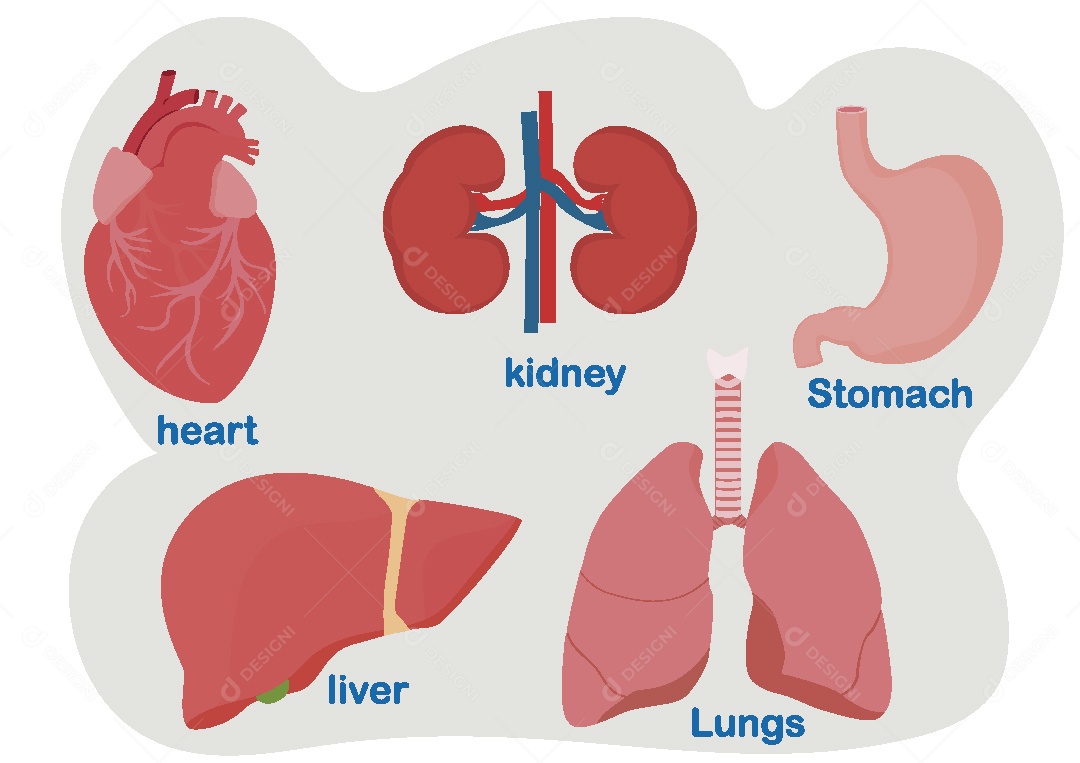 Órgão Humanos Ilustração Vetor EPS
