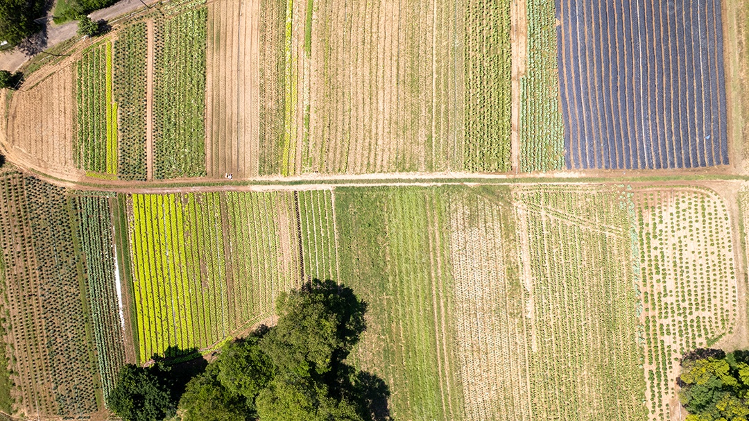 A beautiful planting field