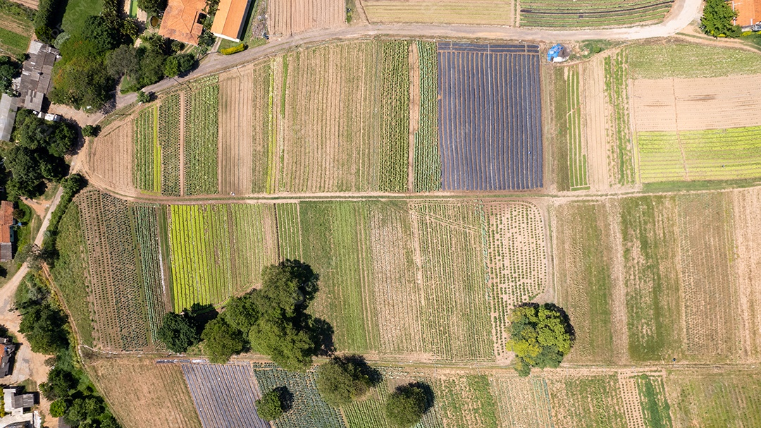 Plantação linda grande aréa grande.