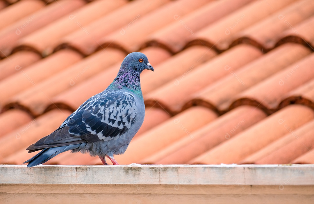 Pomba pousada sobre telhado