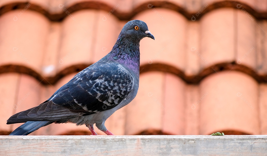 Pomba pousada sobre telhado