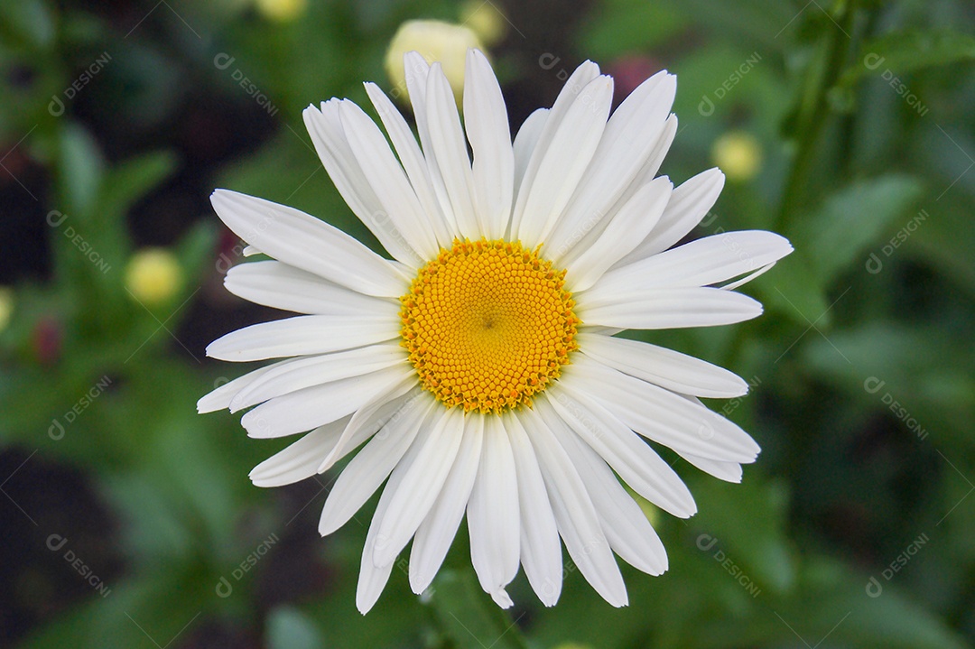 Linda flor de camomila