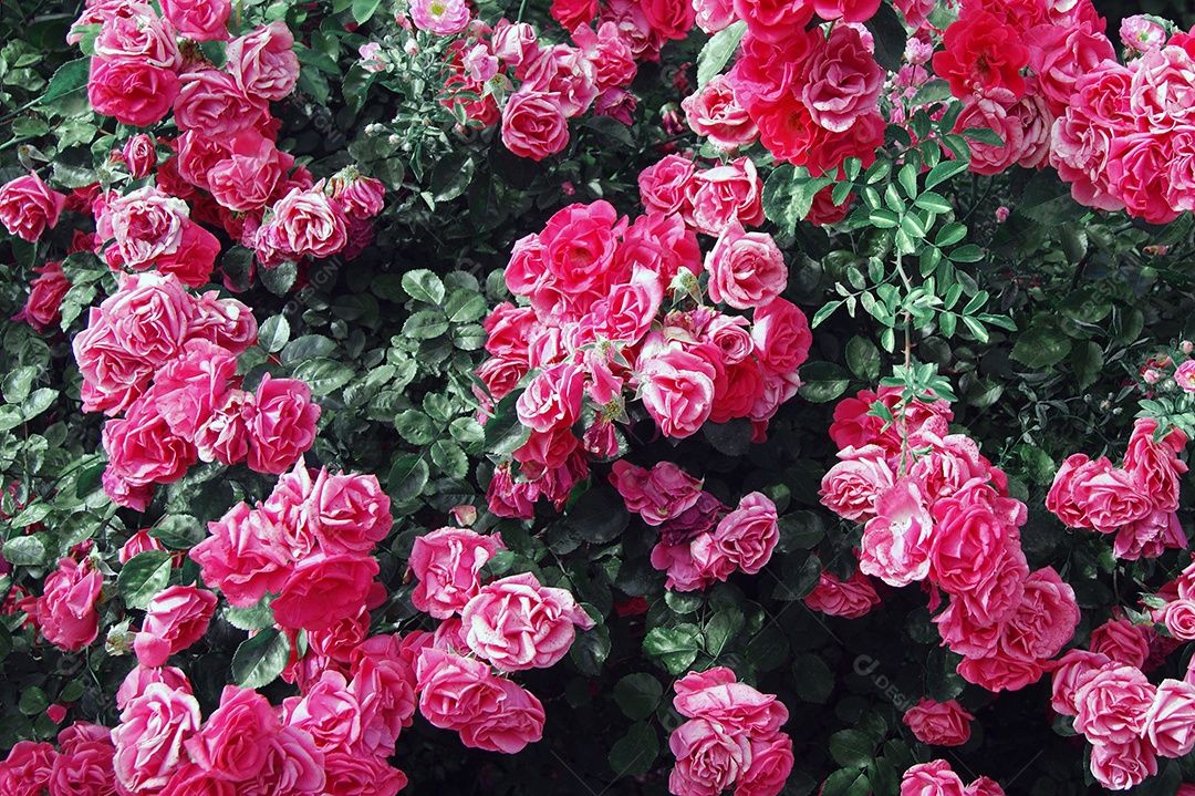 Arbusto de rosas lindo