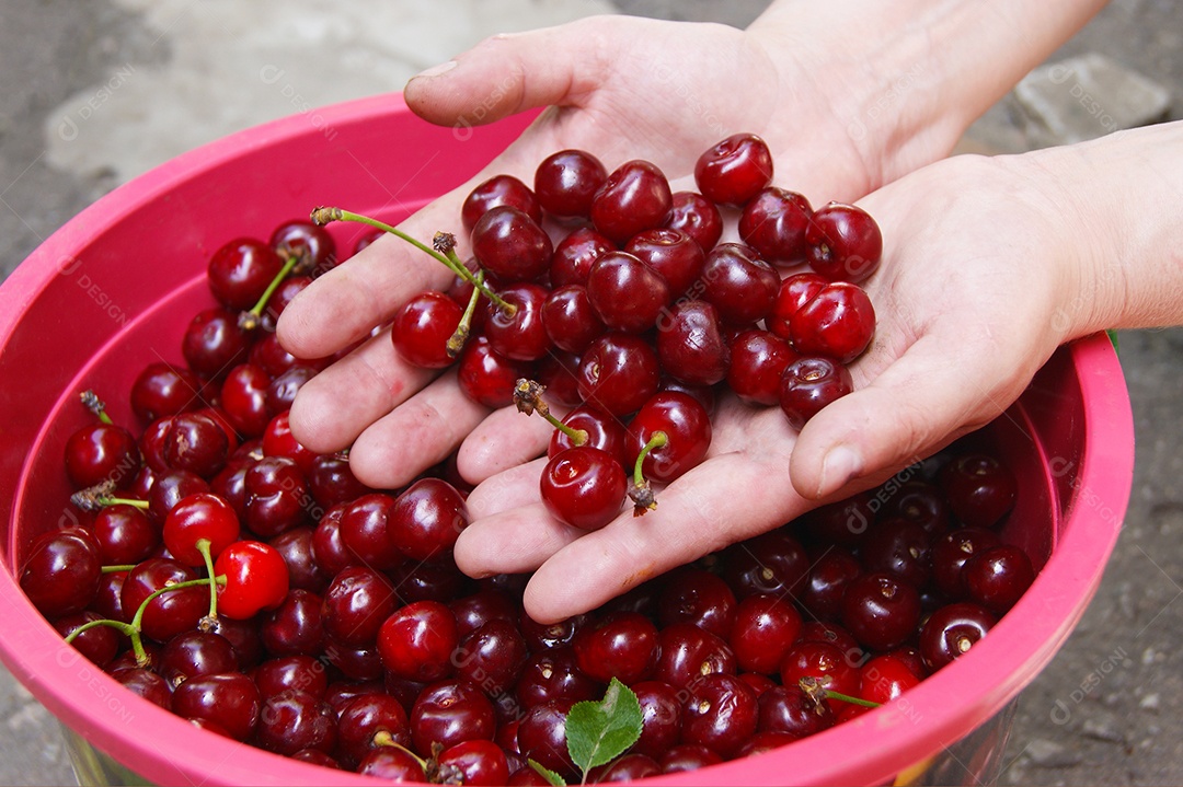 Mãos segurando e mostrando cerejas