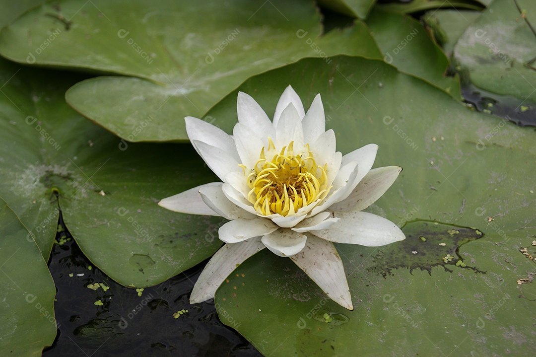 Nenúfar branco e amarelo em um lago