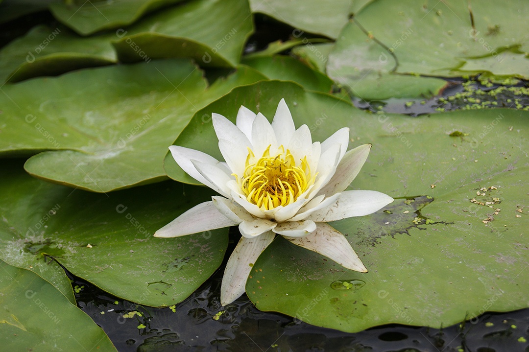 Lindo nenúfar branco-amarelo ou flor de lótus