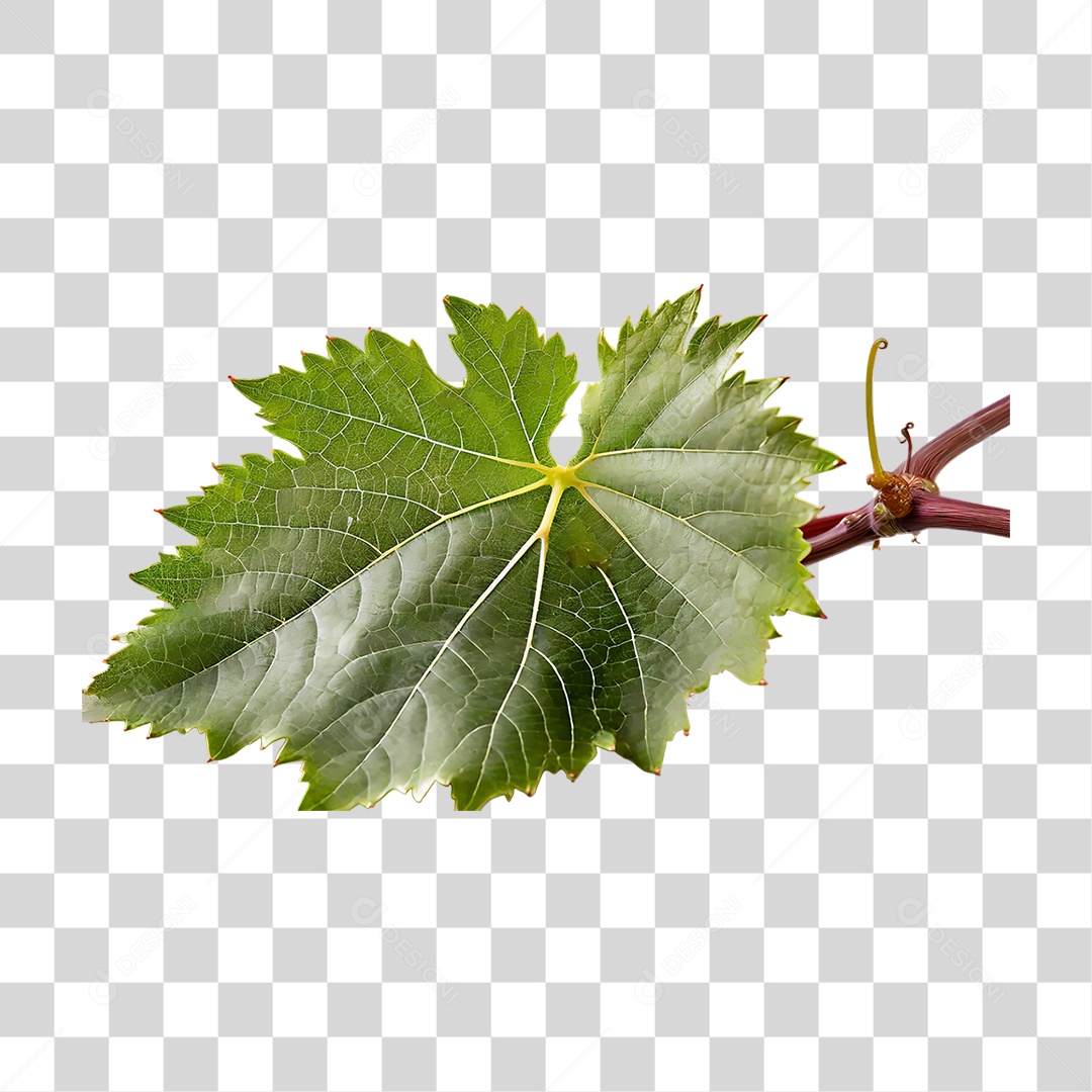 Folha Verde PNG Transparente