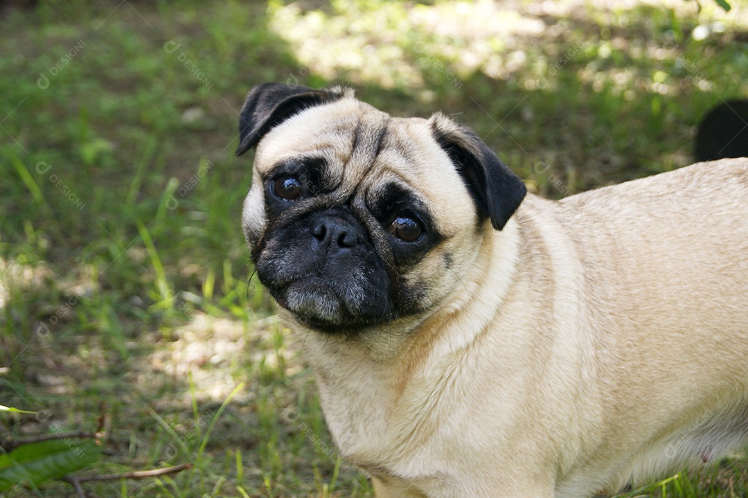 Pug fofo em parque verde