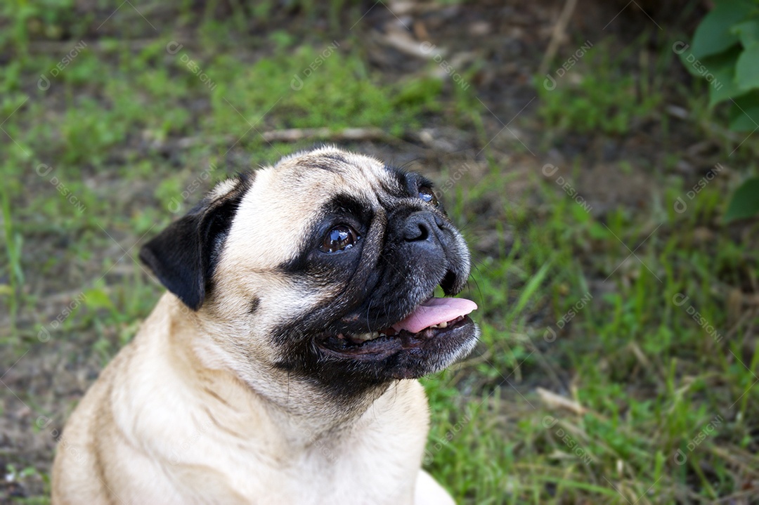 Pug fofo em parque verde