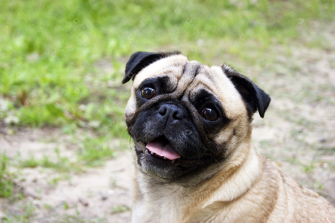 Pug fofo em parque verde