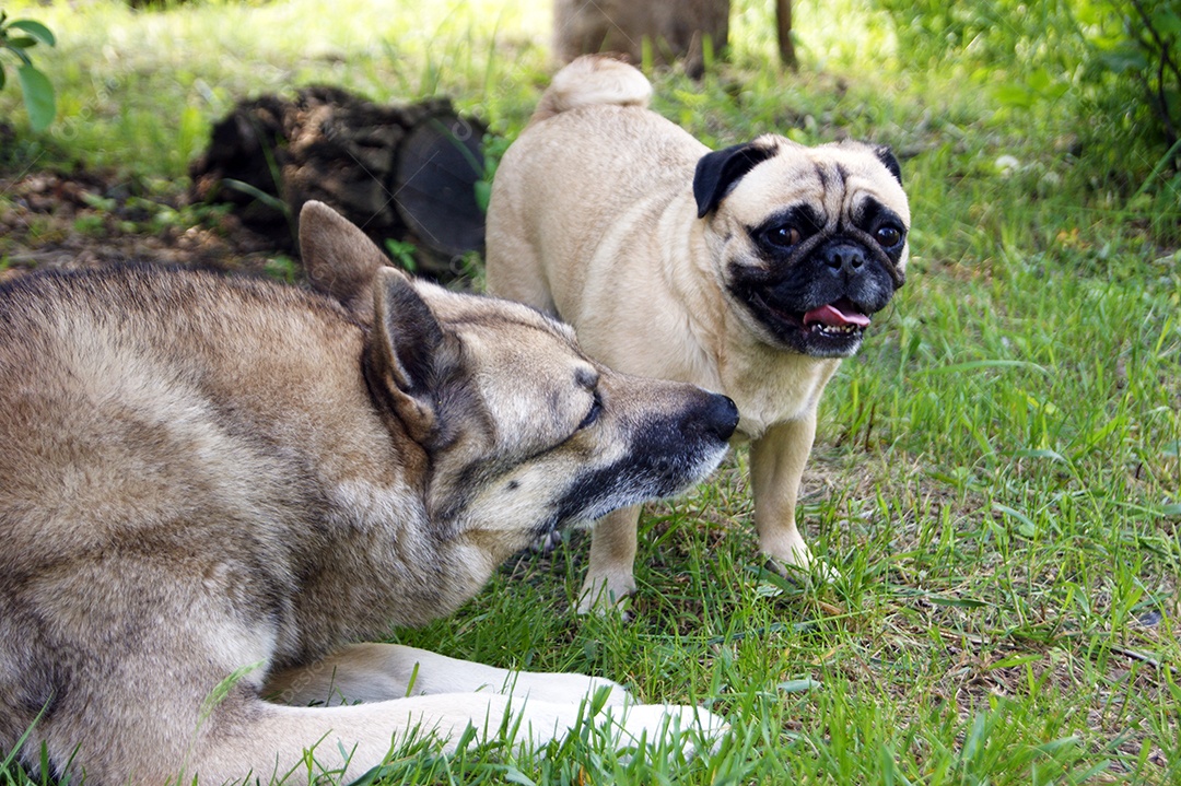 Amizade entre um husky e um pug