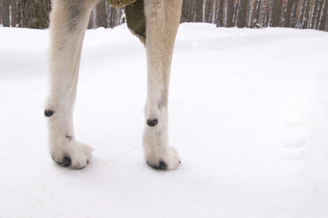 Patinhas linda sobre a neve