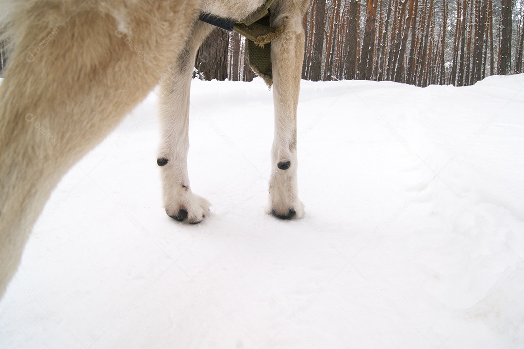 Patas de cachorro sobre neve e fundo de floresta