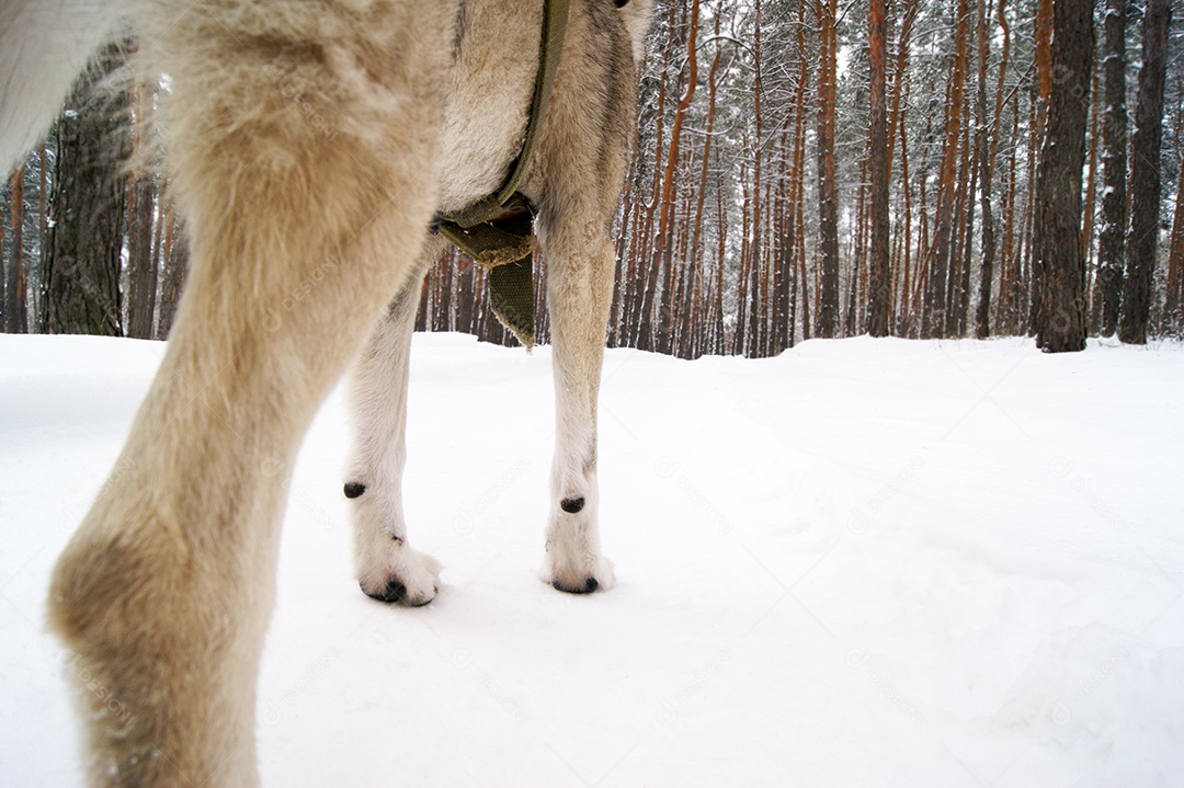 Patas de cachorro na neve e floresta de fundo