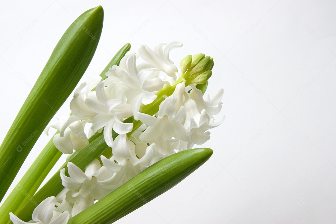 Jacinto branco flores sobre fundo branco