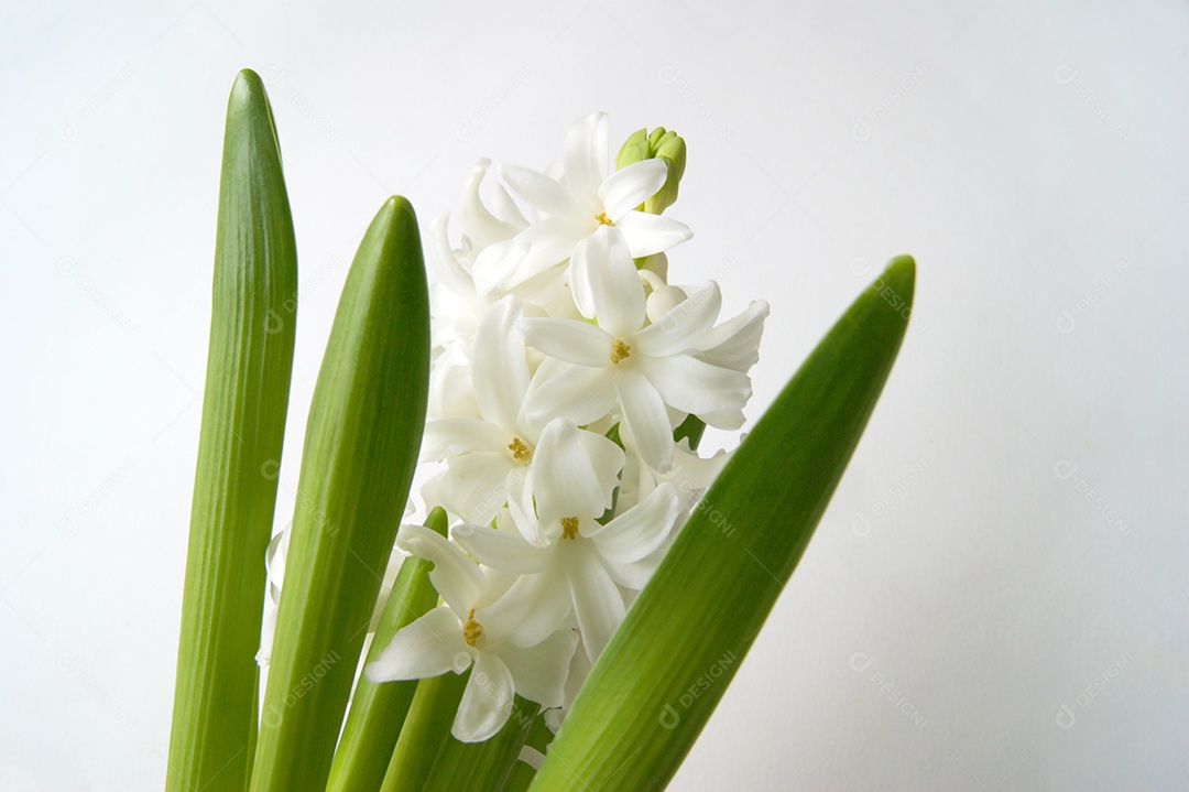 Jacinto branco flores