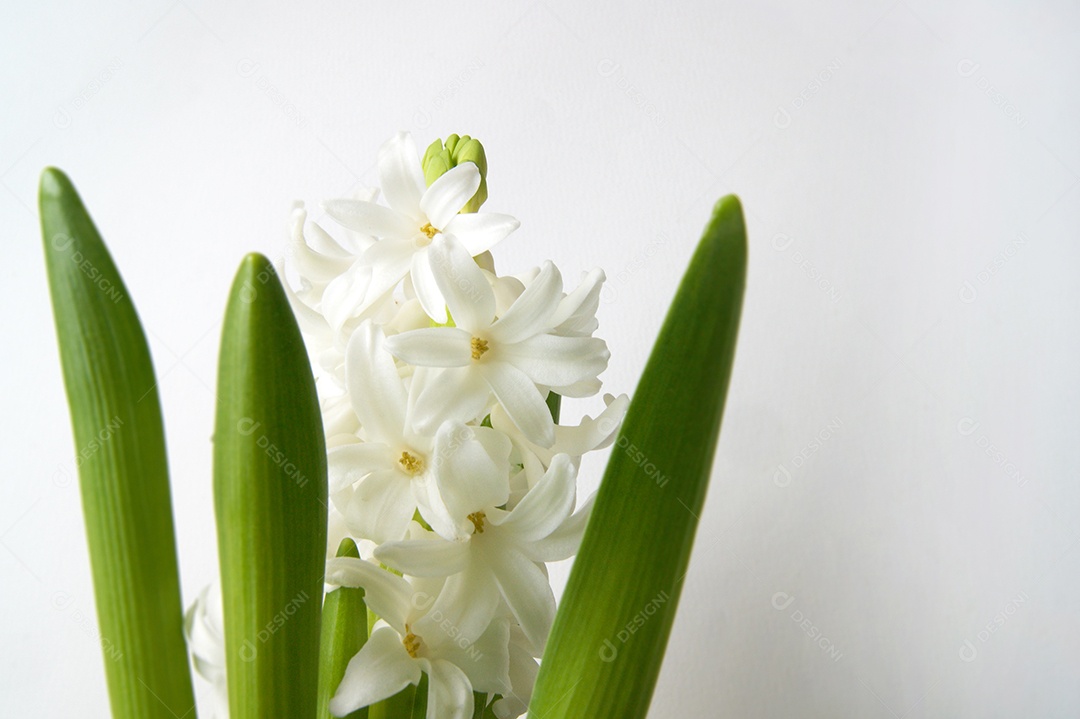 Flores de jacinto brancas
