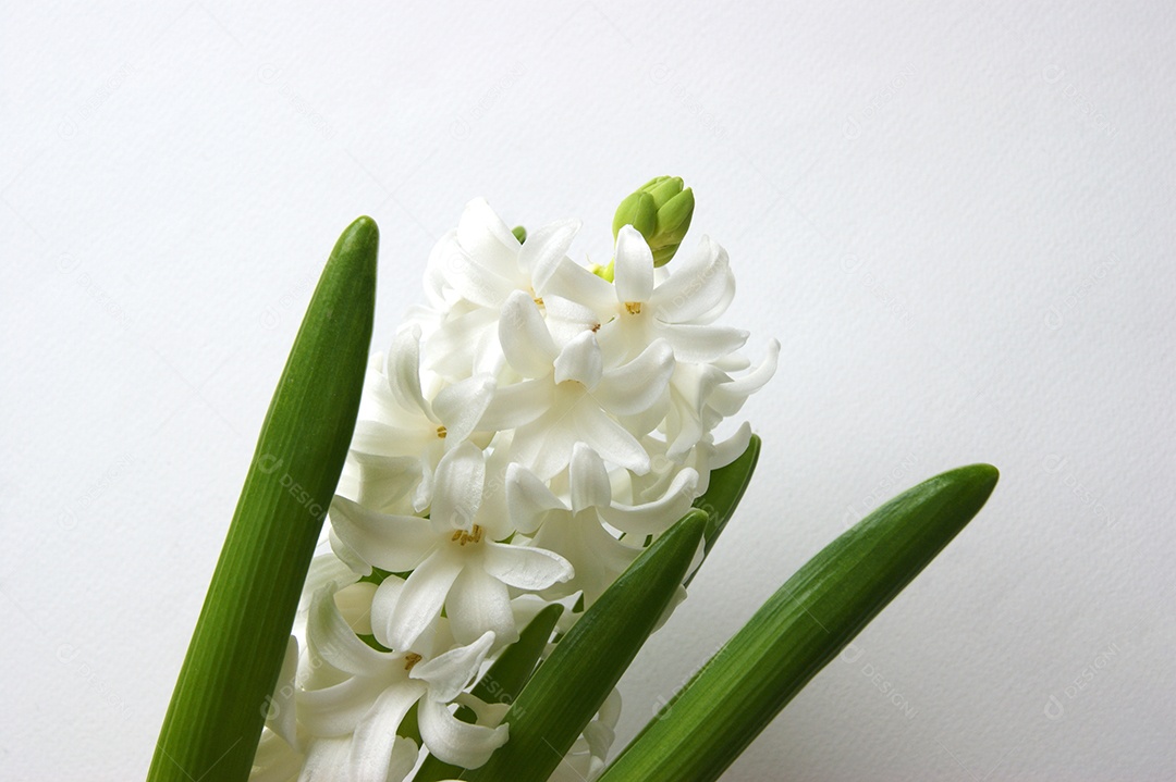Flores brancas de jacinto oriental no início da primavera