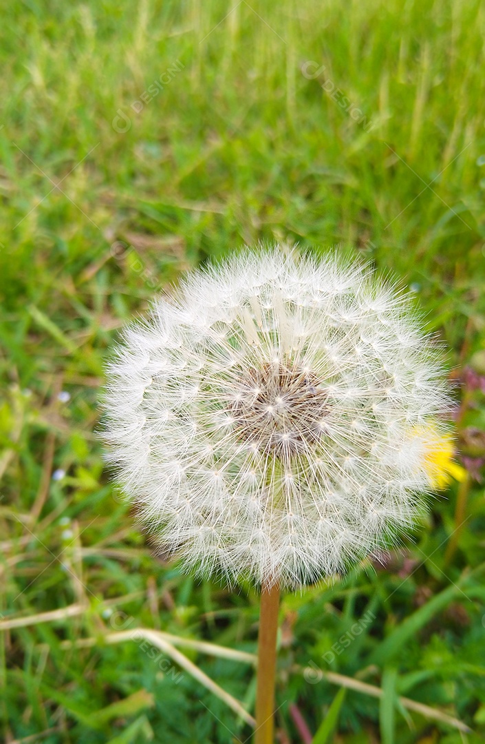 Dente de leão flor