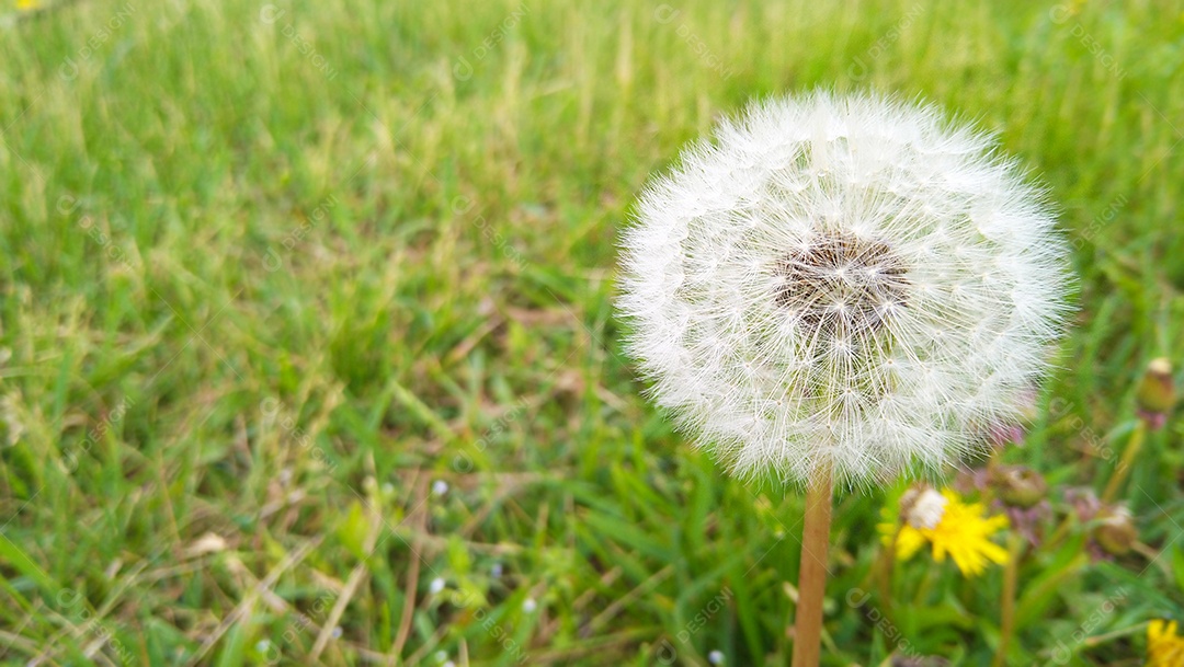 Dente de leão em fundo natural